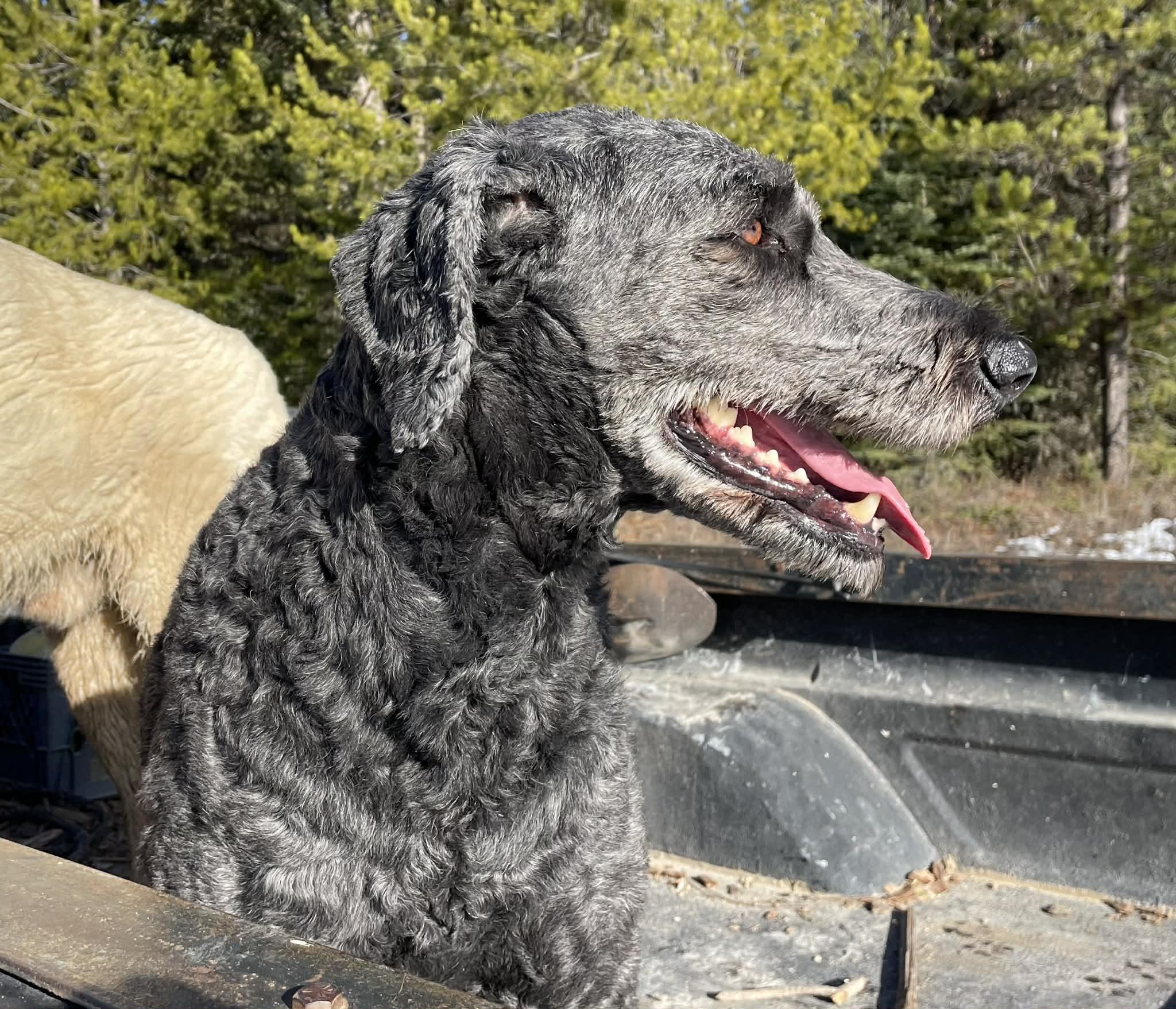 Enlarge Heidi - Courtesy Listing see info , a ADOPTABLE mixed breed in Polson, MT image 3/6