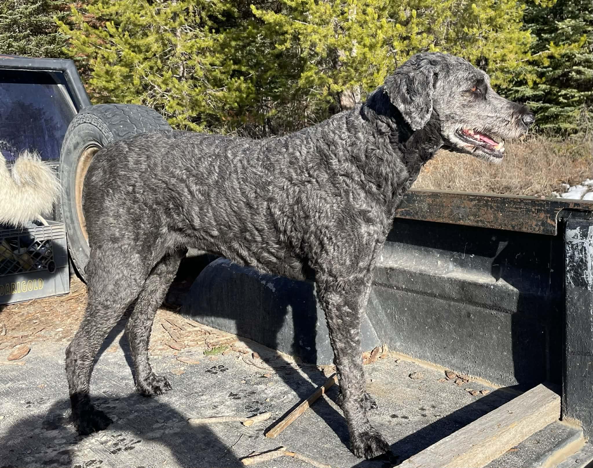 Enlarge Heidi - Courtesy Listing see info , a ADOPTABLE mixed breed in Polson, MT image 5/6