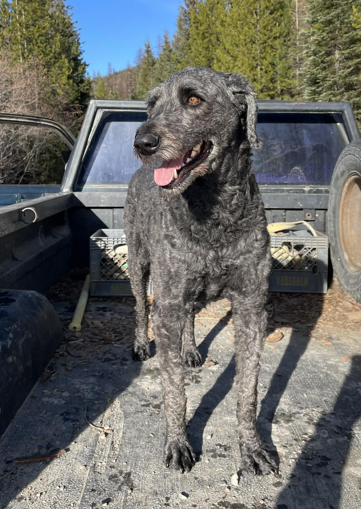 Enlarge Heidi - Courtesy Listing see info , a ADOPTABLE mixed breed in Polson, MT image 2/6