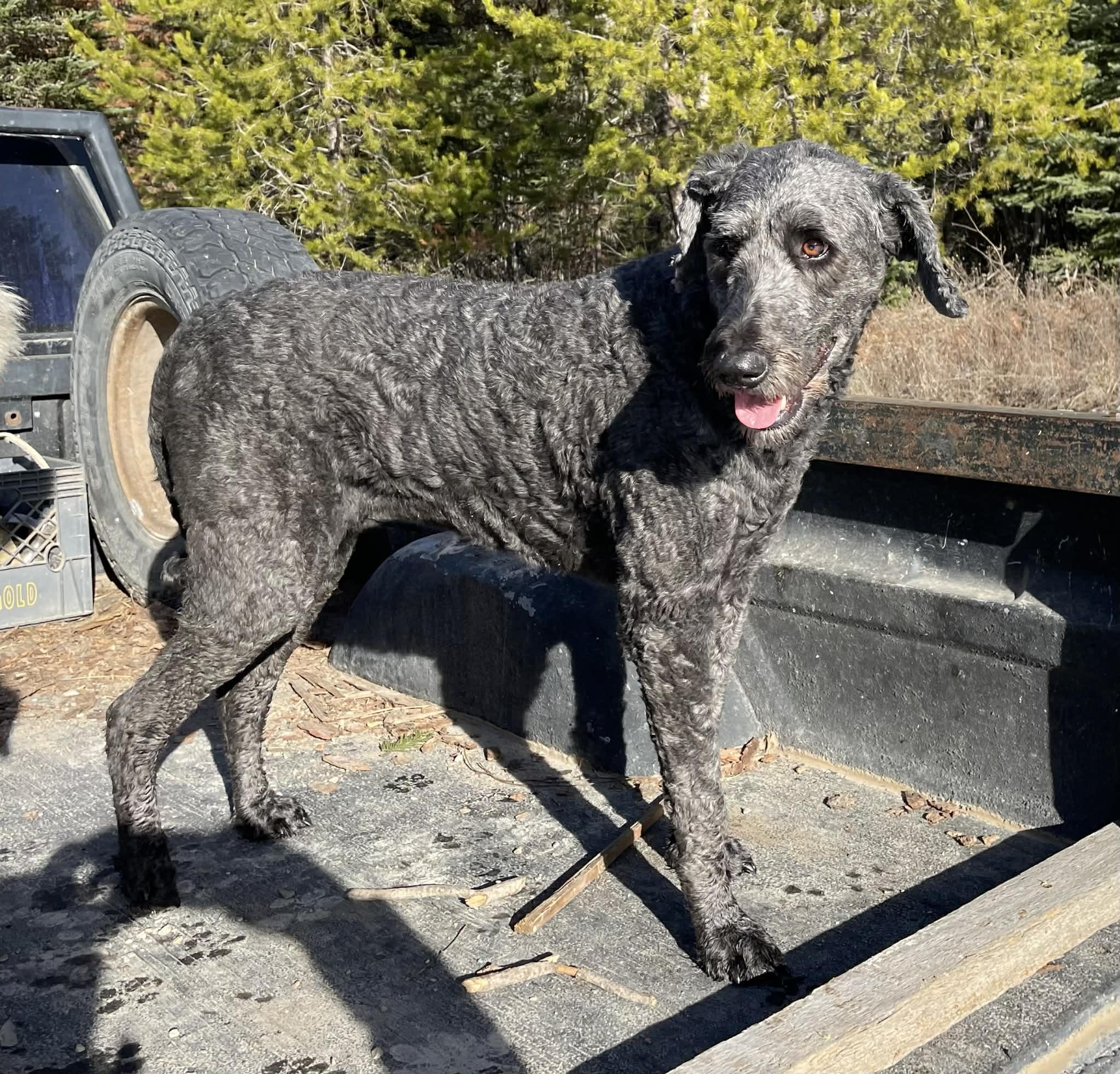 Enlarge Heidi - Courtesy Listing see info , a ADOPTABLE mixed breed in Polson, MT image 4/6