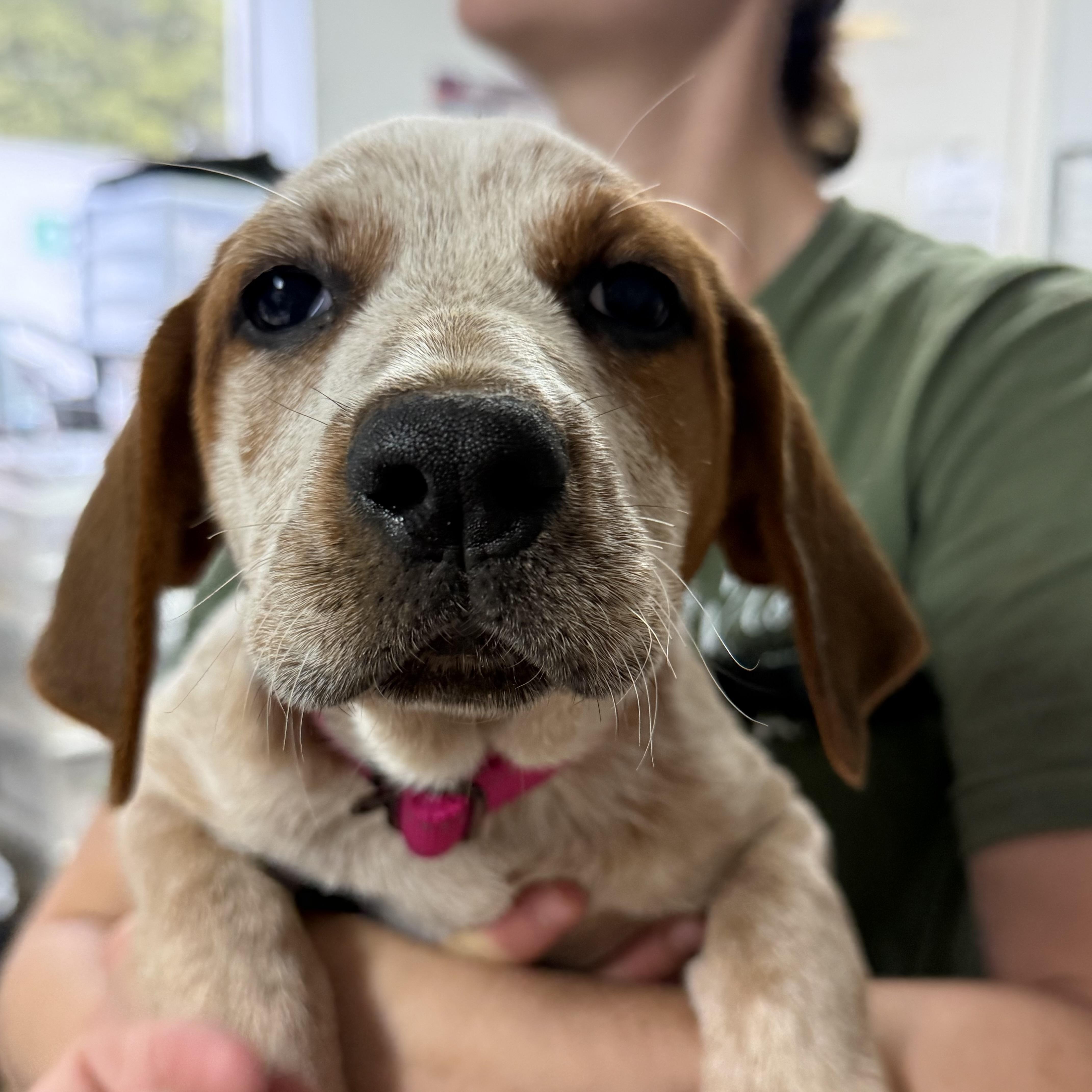Lambchops, an adopted Coonhound in Columbia, SC image 2/5