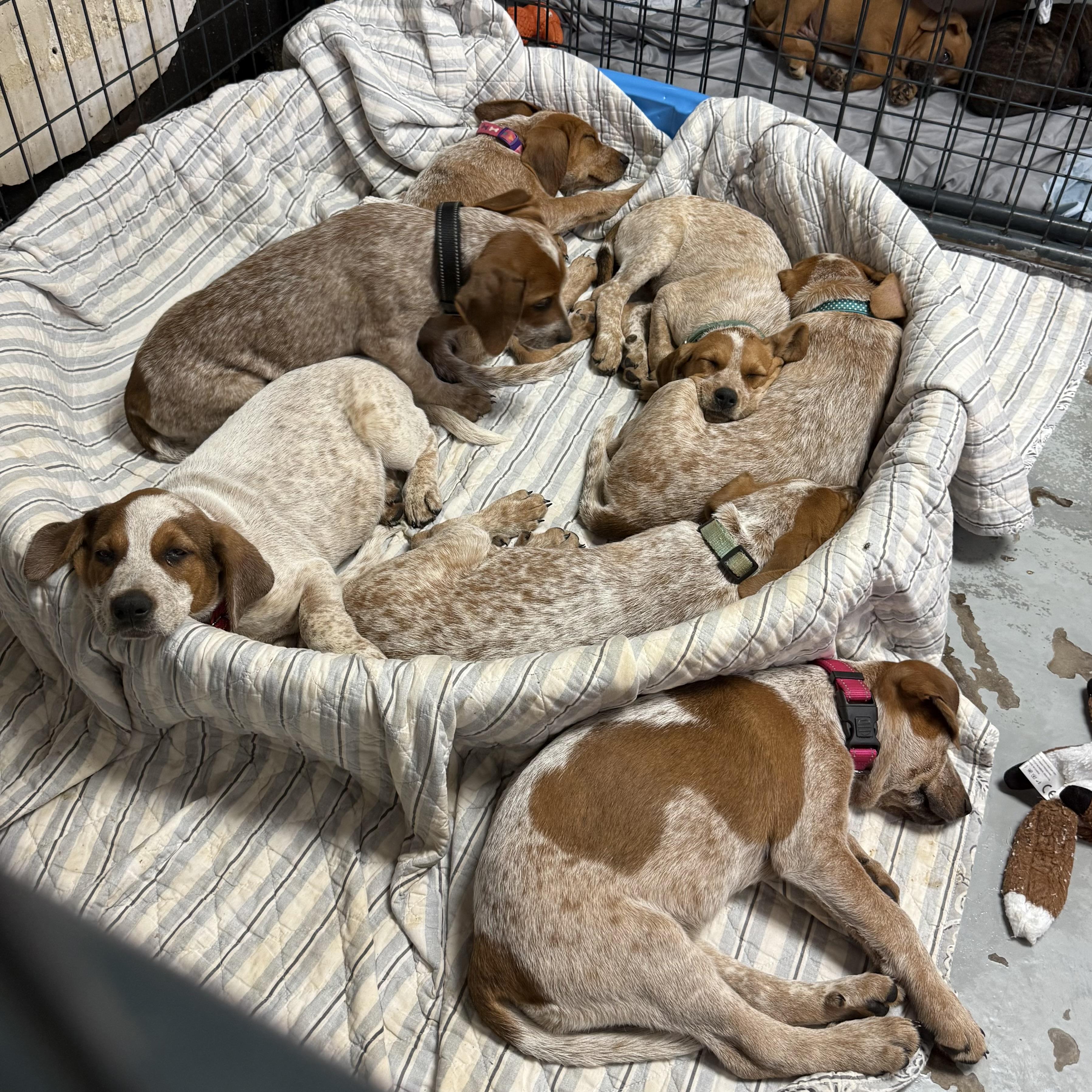 Lambchops, an adopted Coonhound in Columbia, SC image 4/5