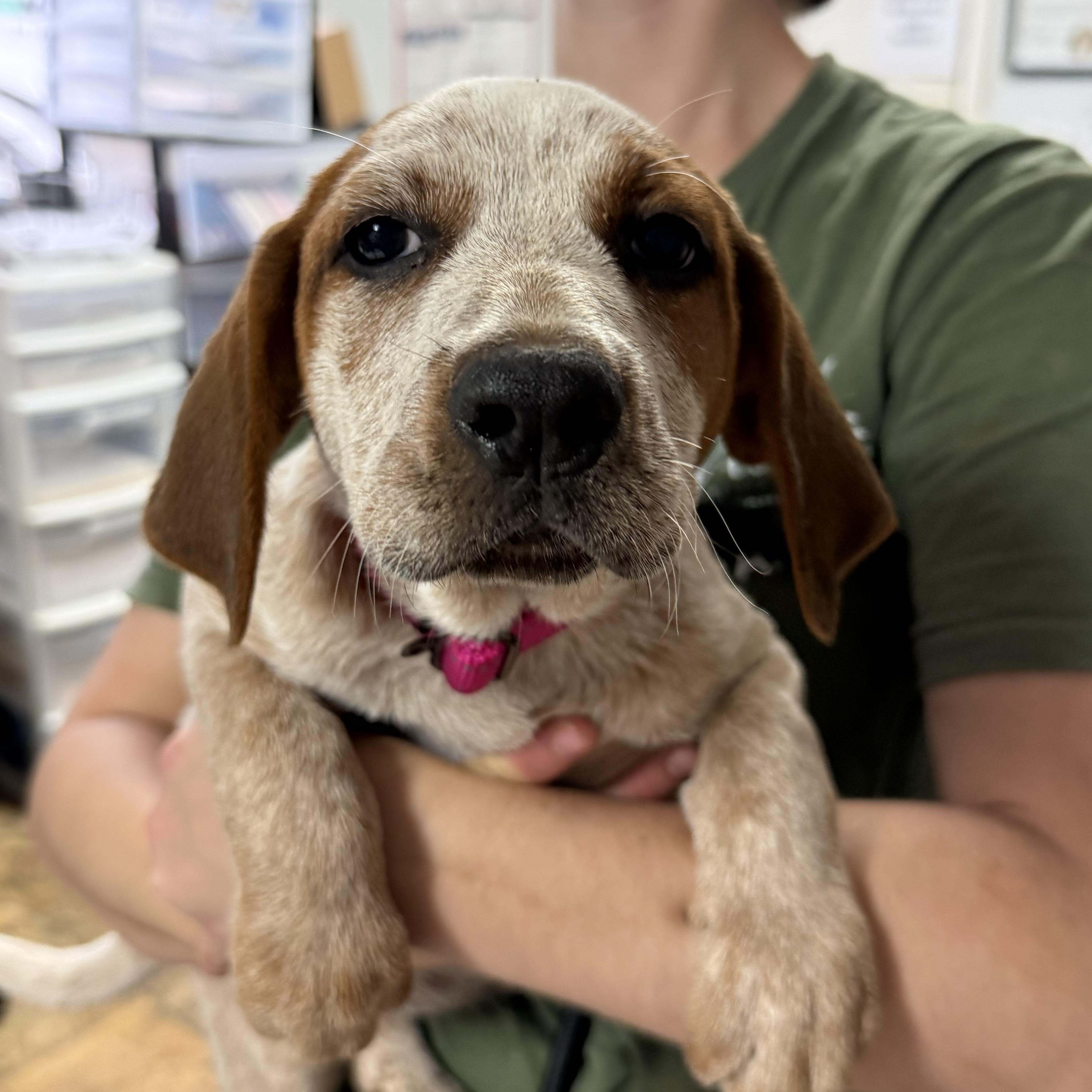 Lambchops, an adopted Coonhound in Columbia, SC image 3/5