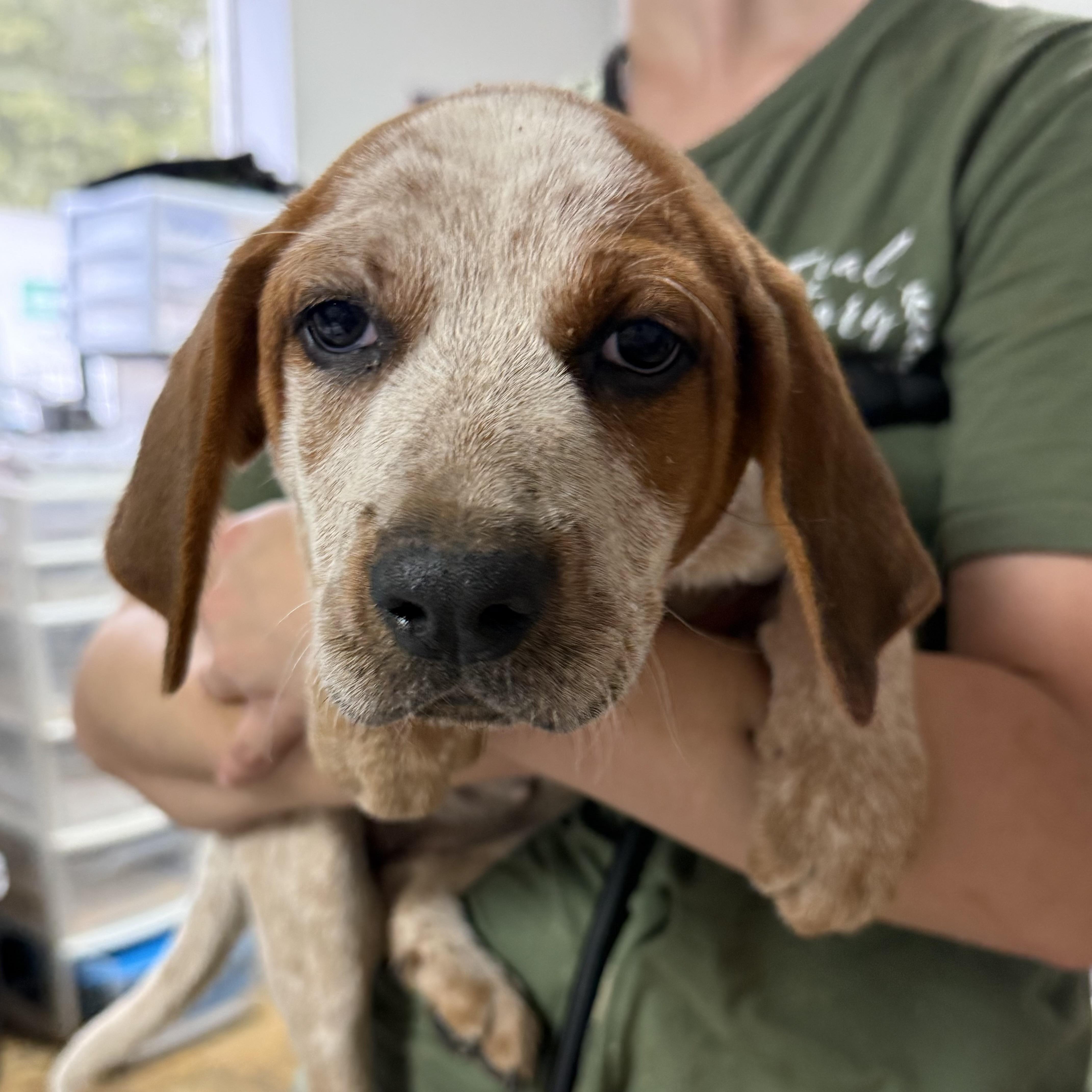 Lambchops, an adopted Coonhound in Columbia, SC image 1/5