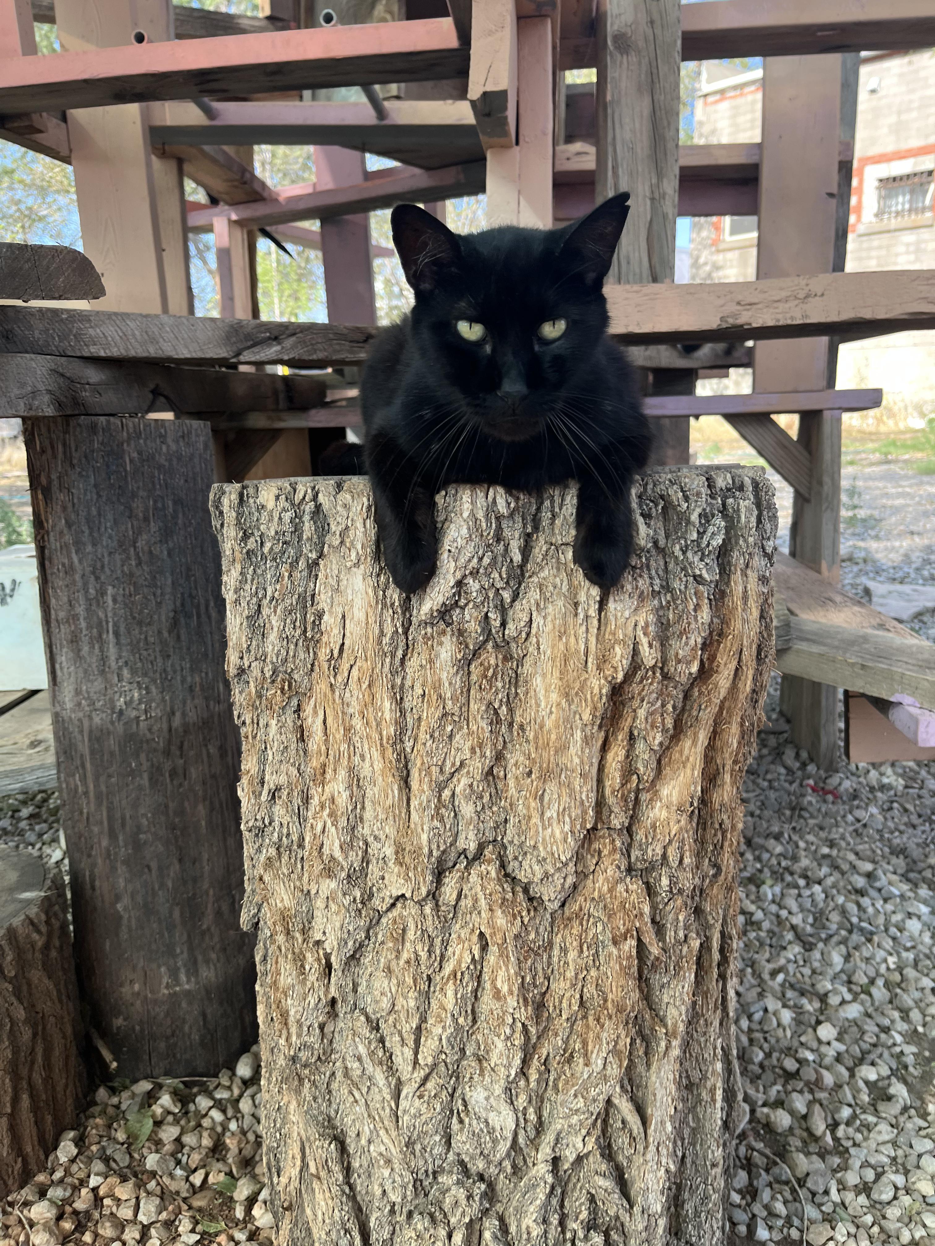 Enlarge Panther, a ADOPTABLE Domestic Short Hair in Roswell, NM image 2/3