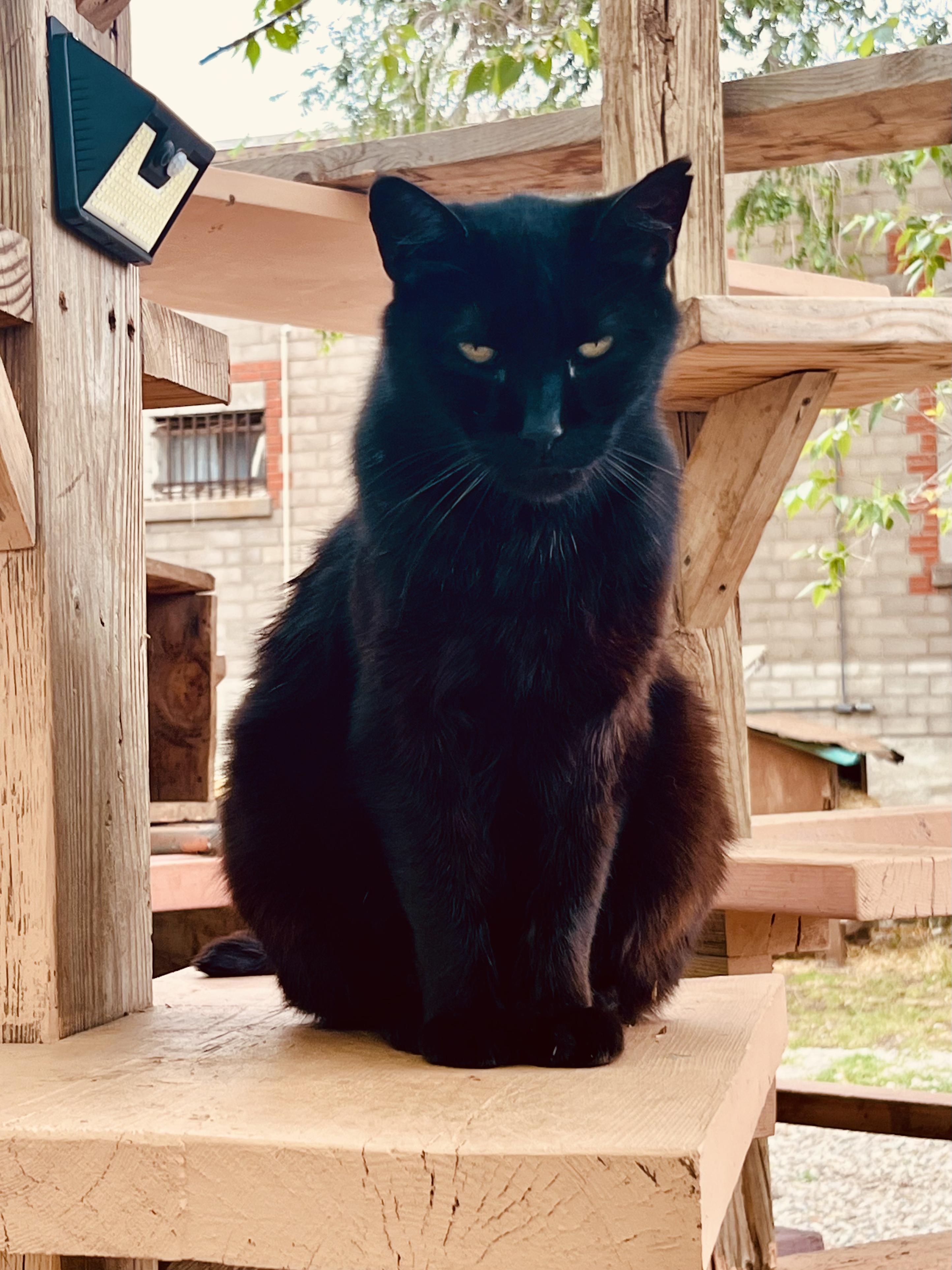 Enlarge Panther, a ADOPTABLE Domestic Short Hair in Roswell, NM image 1/3