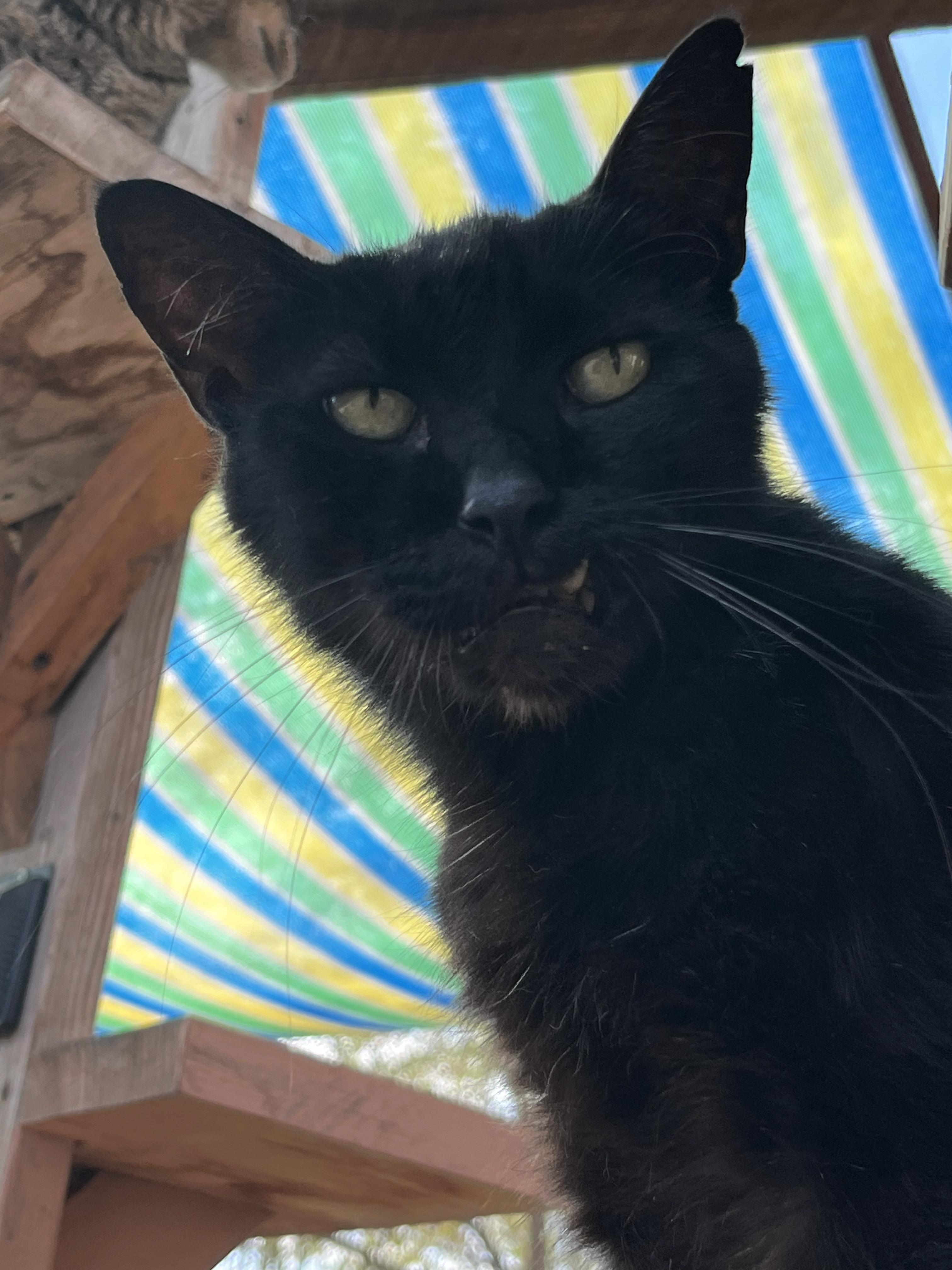 Enlarge Panther, a ADOPTABLE Domestic Short Hair in Roswell, NM image 3/3