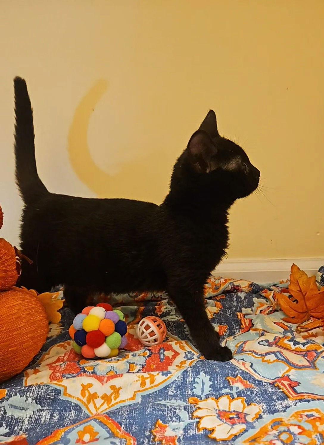 *Charm, Adoptable, Young Female Domestic Short Hair.