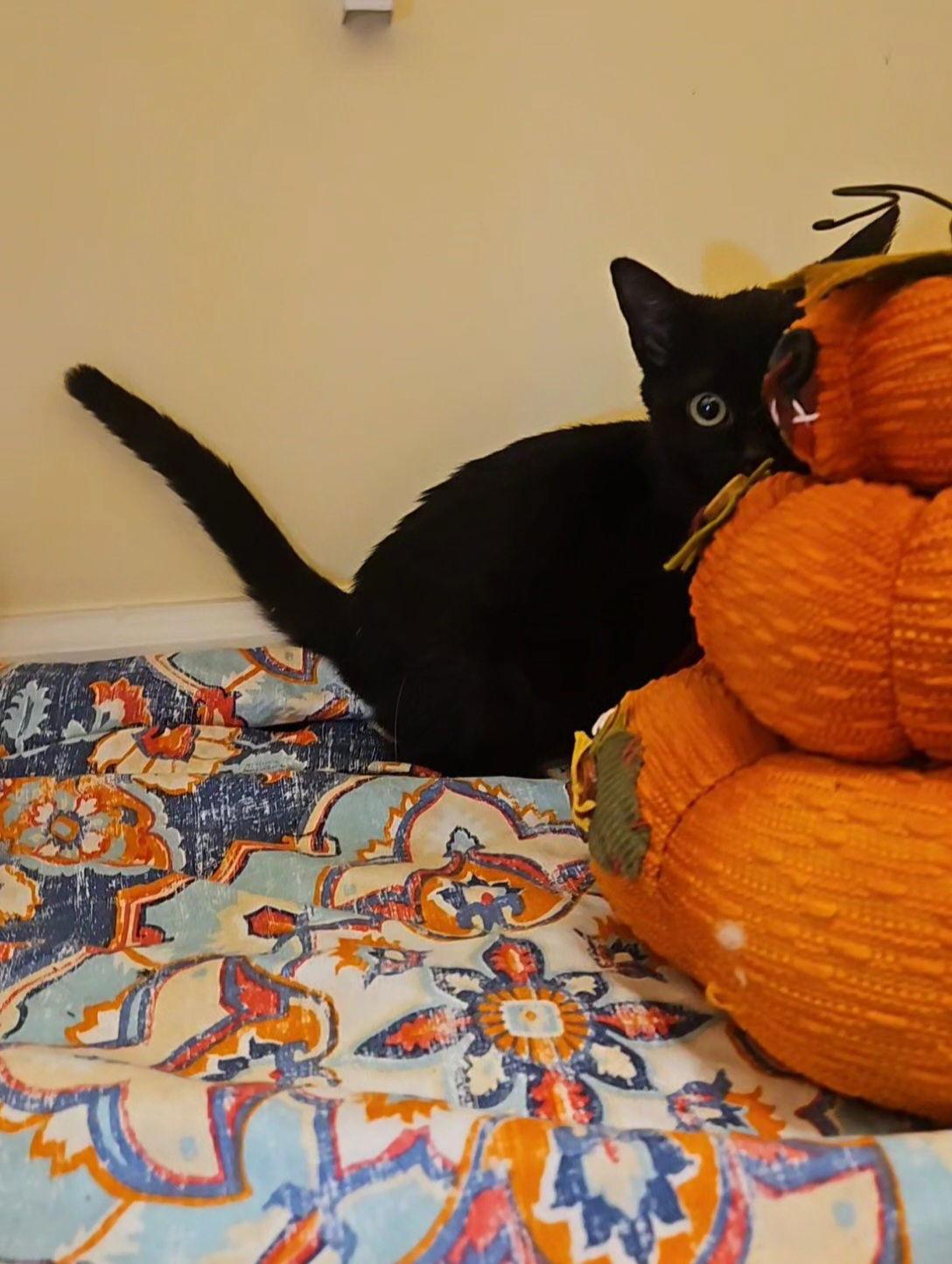 Enlarge *Charm, a Adoptable Domestic Short Hair in Forest, VA image 3/3