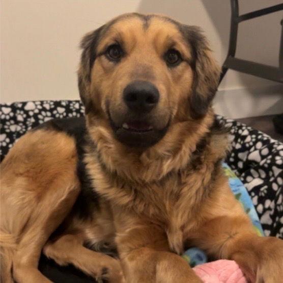 Daisy, Adopted, Young Female Retriever & Foxhound.