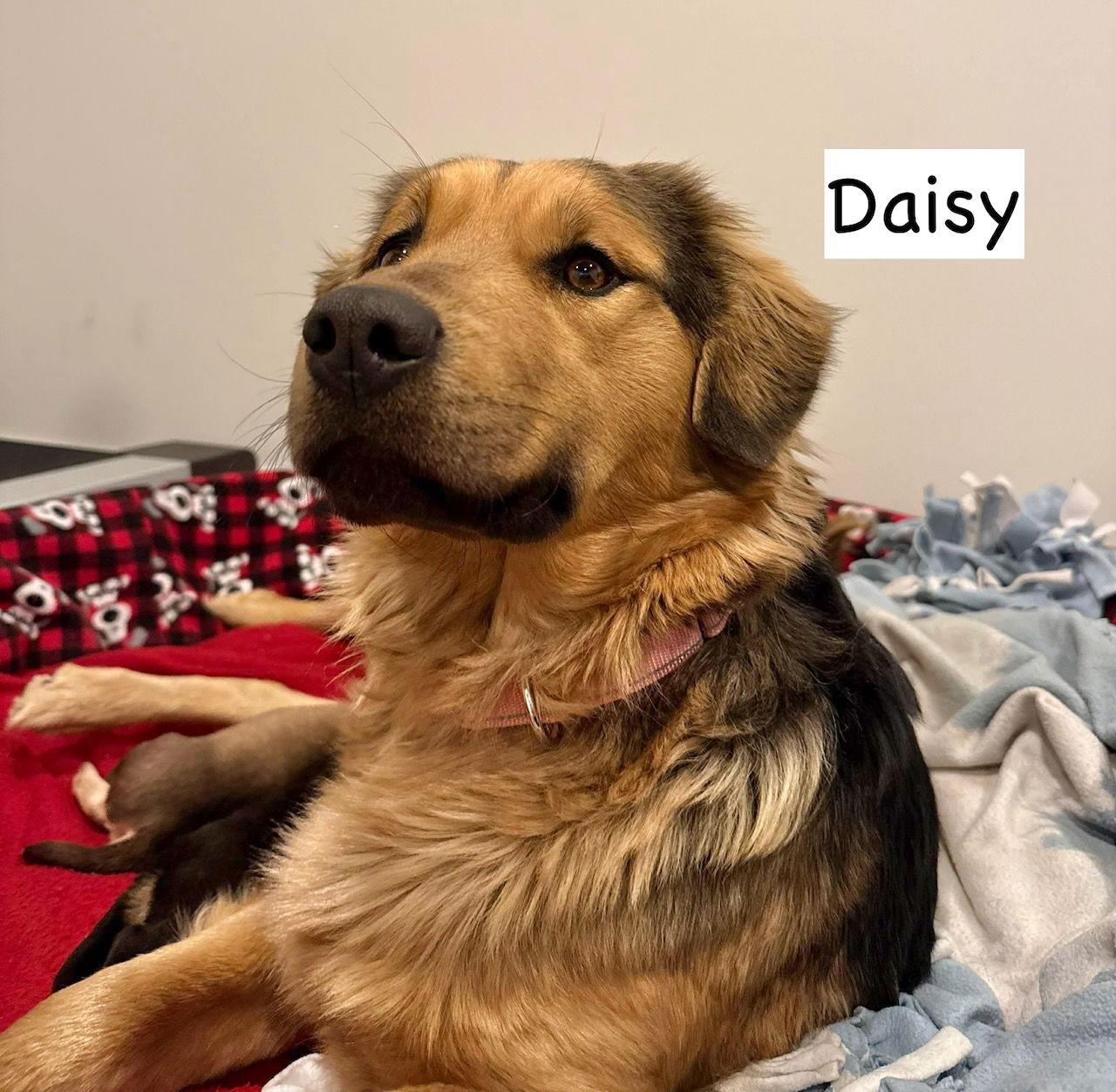 Enlarge Daisy, a Adopted mixed breed in GILBERTS, IL image 2/3