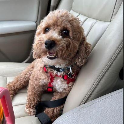 Enlarge Rustey, an adopted Goldendoodle in Tulsa, OK image 3/6