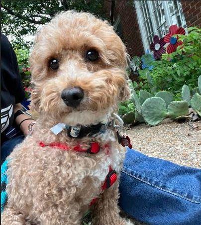 Enlarge Rustey, an adopted Goldendoodle in Tulsa, OK image 6/6