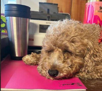 Enlarge Rustey, an adopted Goldendoodle in Tulsa, OK image 2/6