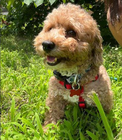 Enlarge Rustey, an adopted Goldendoodle in Tulsa, OK image 5/6