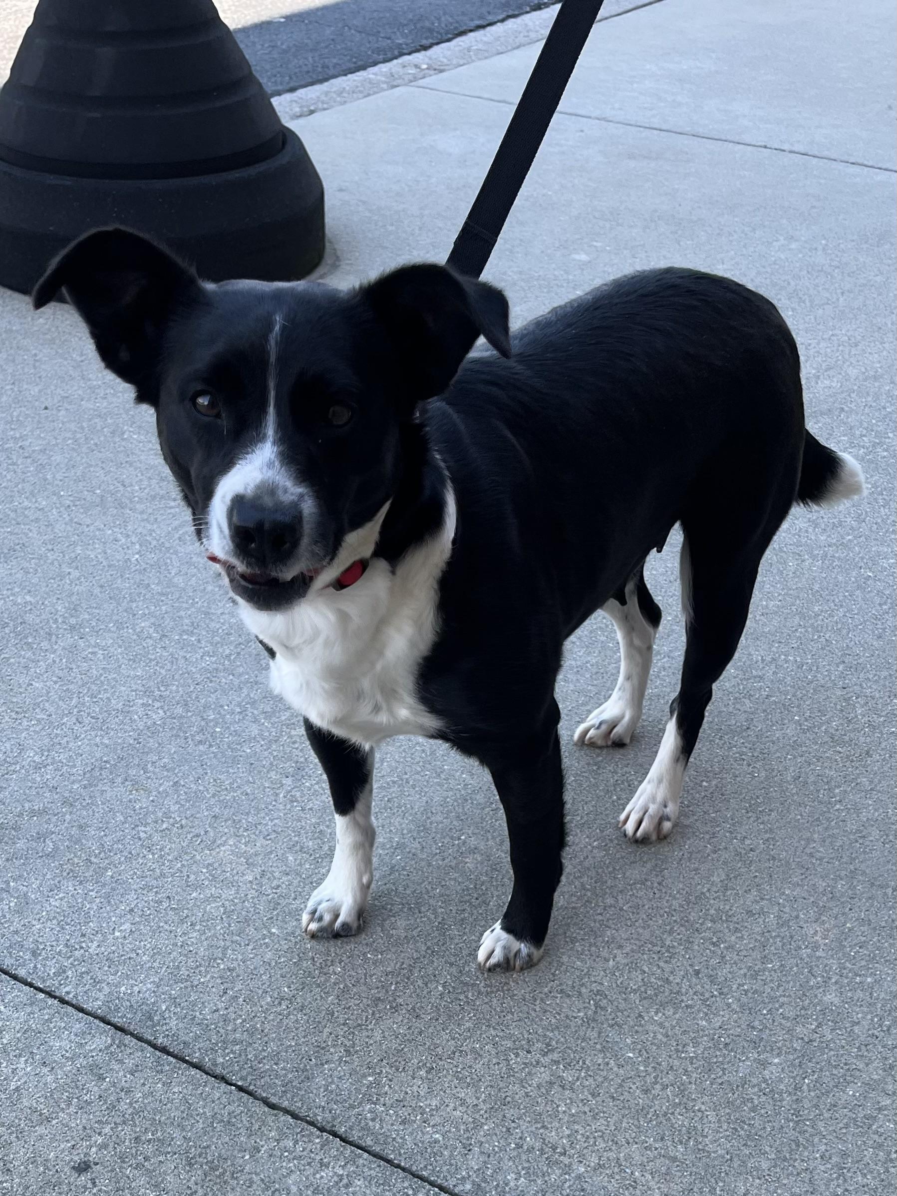 Enlarge Gigi, an adopted mixed breed in Greensboro, GA image 1/3