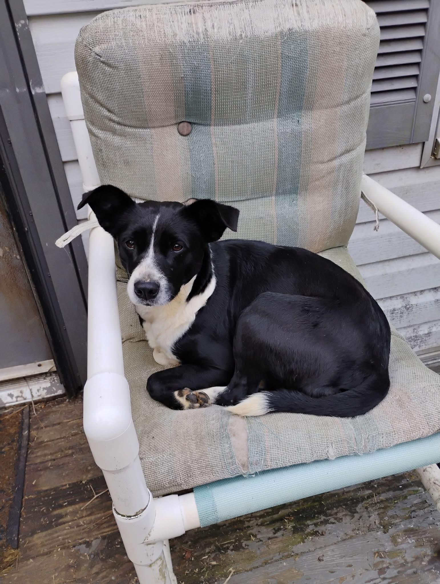 Enlarge Gigi, an adopted mixed breed in Greensboro, GA image 2/3