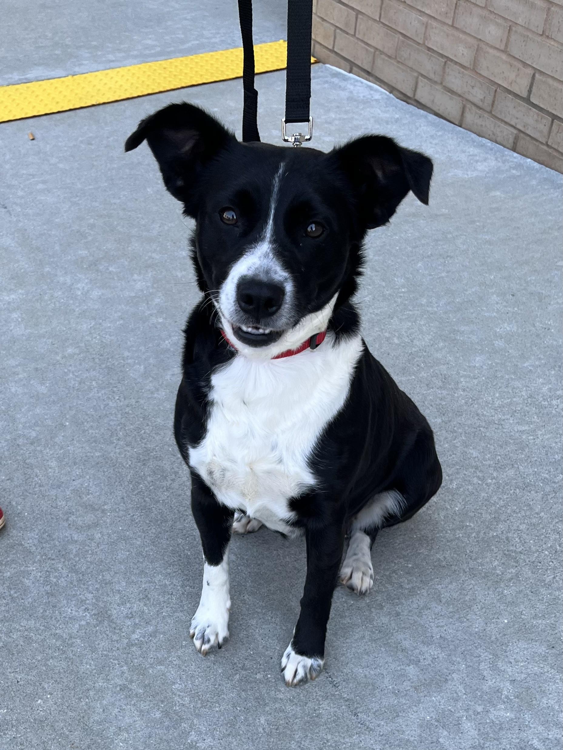 Enlarge Gigi, an adopted mixed breed in Greensboro, GA image 3/3