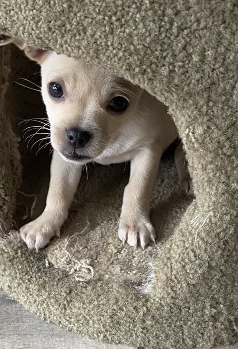 Pippin, Adopted, Puppy Male Chihuahua & Pug.