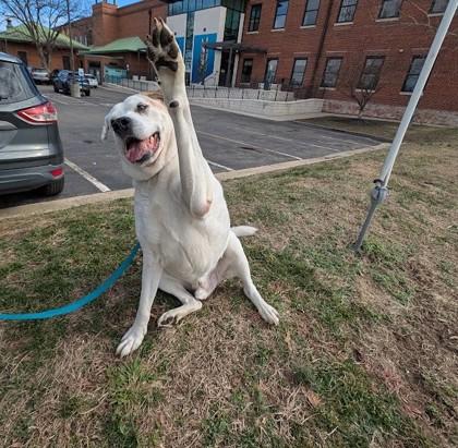 Big Jake, Adoptable, Senior Male Mixed Breed & Mixed Breed.