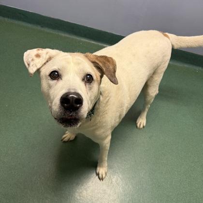 Big Jake, Adoptable, Senior Male Mixed Breed & Mixed Breed.