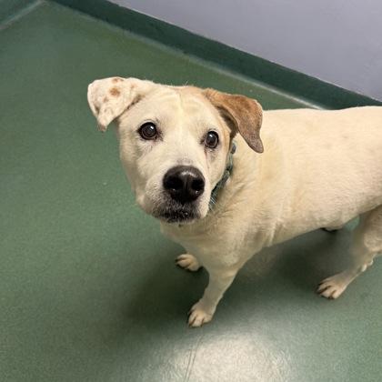 Big Jake, a Adoptable mixed breed in Richmond, VA image 2/2