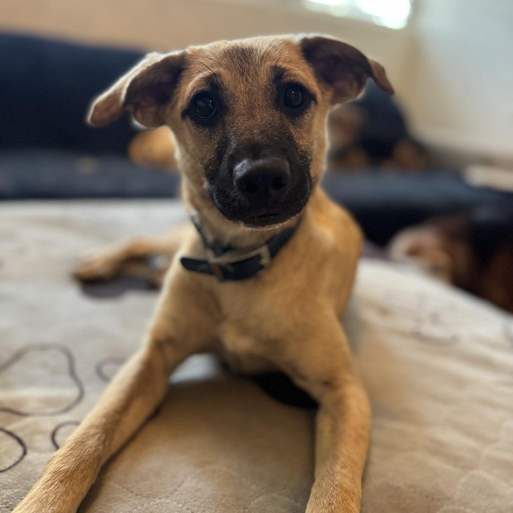 Emma, Adoptable, Young Female Mixed Breed.