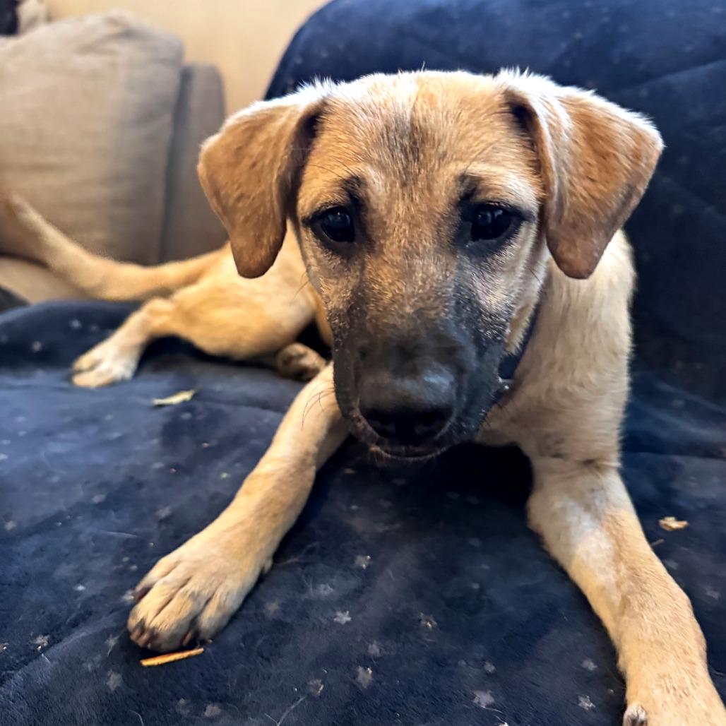 Enlarge Emma, a Adoptable Mixed Breed in San Juan, PR image 2/6