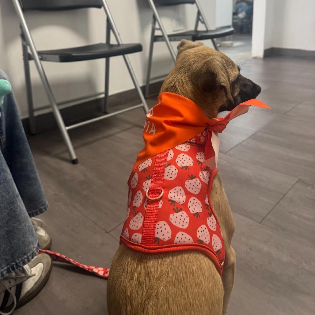 Enlarge Emma, a Adoptable Mixed Breed in San Juan, PR image 3/6