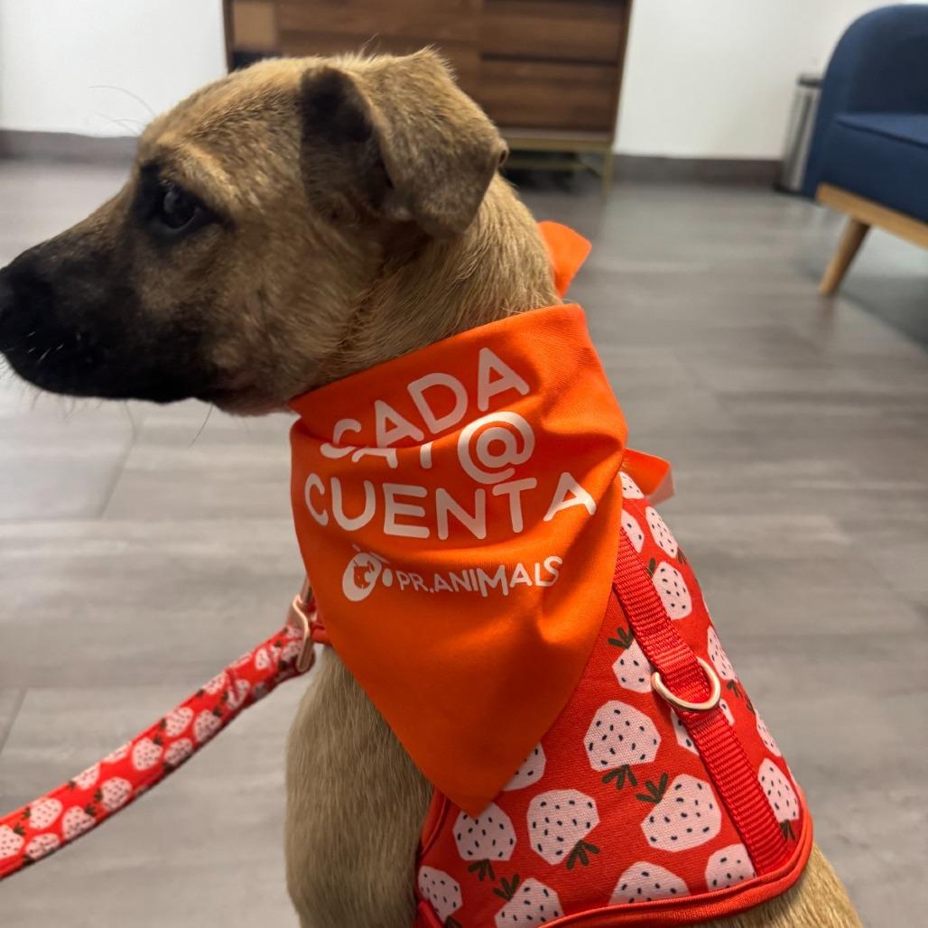 Enlarge Emma, a Adoptable Mixed Breed in San Juan, PR image 4/6