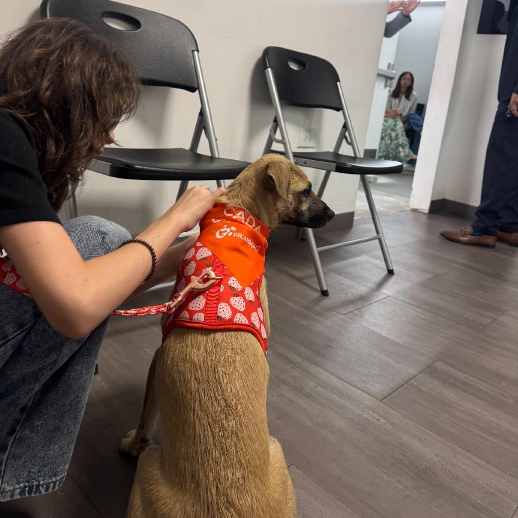 Enlarge Emma, a Adoptable Mixed Breed in San Juan, PR image 5/6