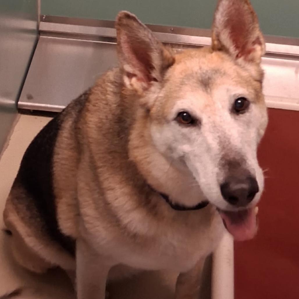 BHSI-Stray-5159, Adoptable, Senior Female Shepherd.