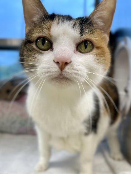 Maisie, a Adoptable mixed breed in Memphis, TN image 1/3