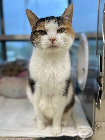 Maisie, a Adoptable mixed breed in Memphis, TN image 2/3