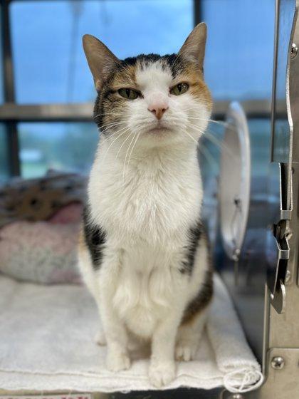 Maisie, a Adoptable mixed breed in Memphis, TN image 3/3