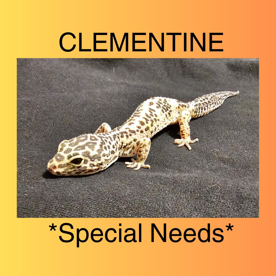 Clementine - *Special Needs*, Adult Female unknown