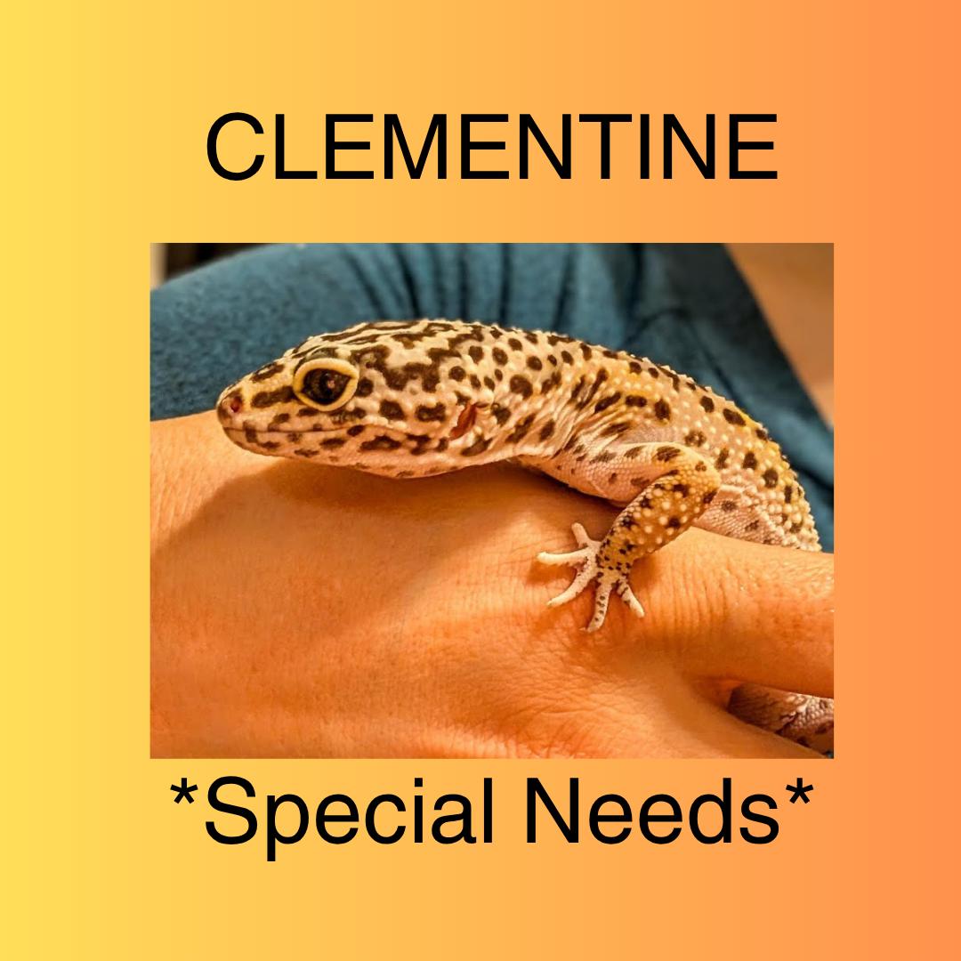 Clementine - *Special Needs*, Adoptable, Adult Female Lizard.