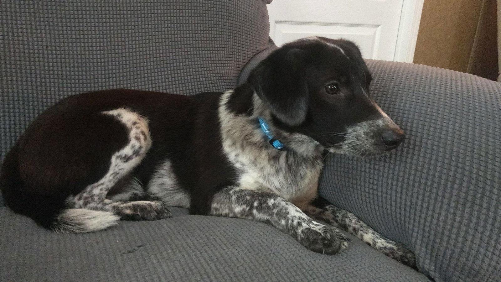 Sadie, Adopted, Young Female Border Collie & Beagle.