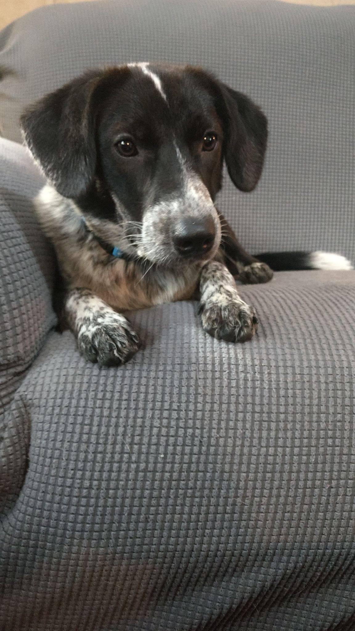 Enlarge Sadie, a Adopted mixed breed in Crystal, MN image 3/3