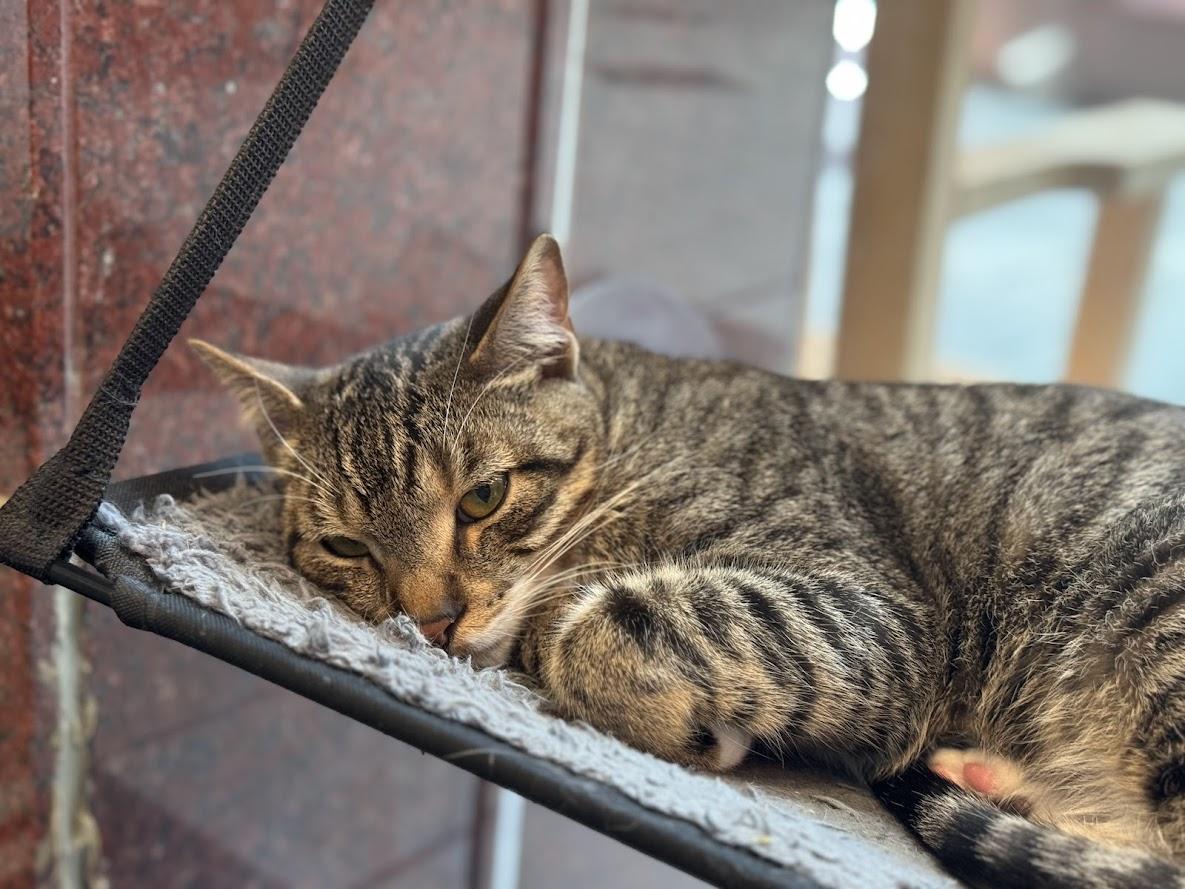 Enlarge Trout, a Adoptable Domestic Short Hair in The Colony, TX image 2/6