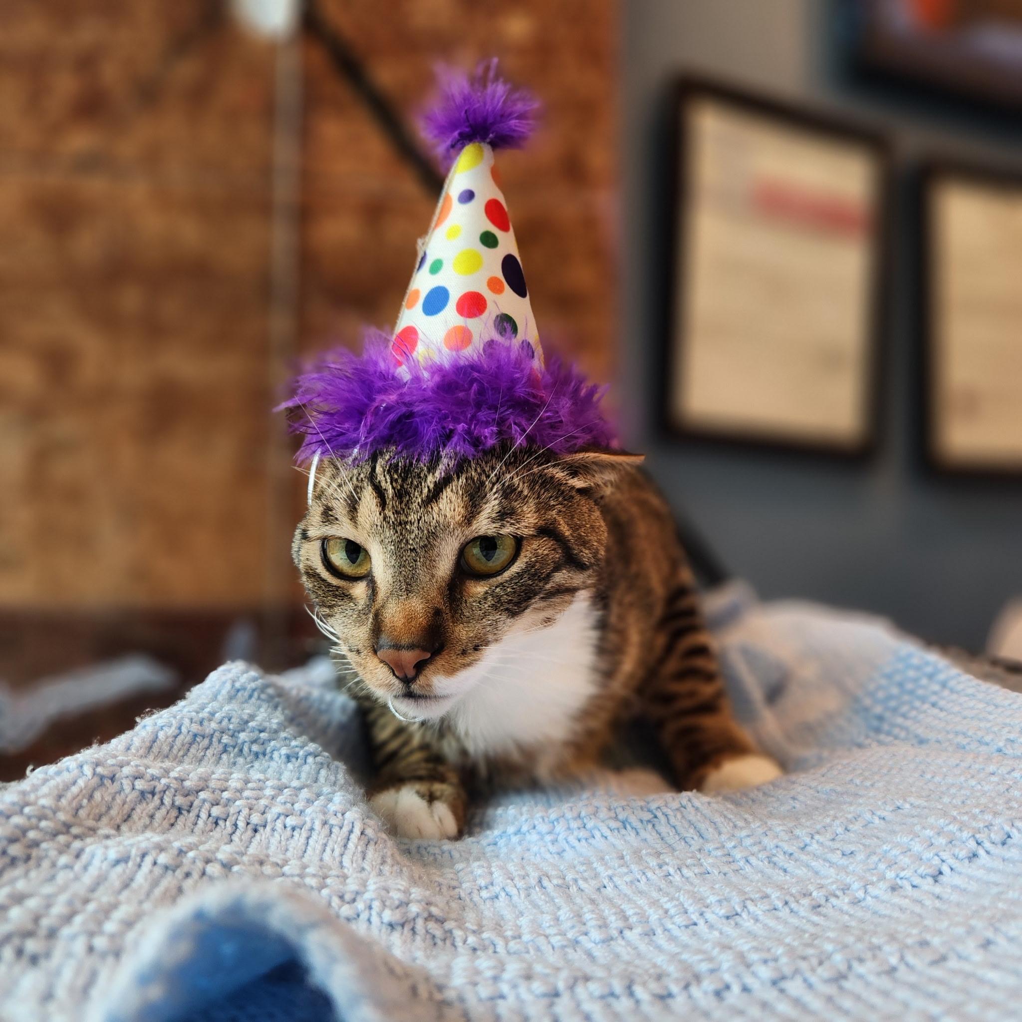 Enlarge Trout, a Adoptable Domestic Short Hair in The Colony, TX image 4/6