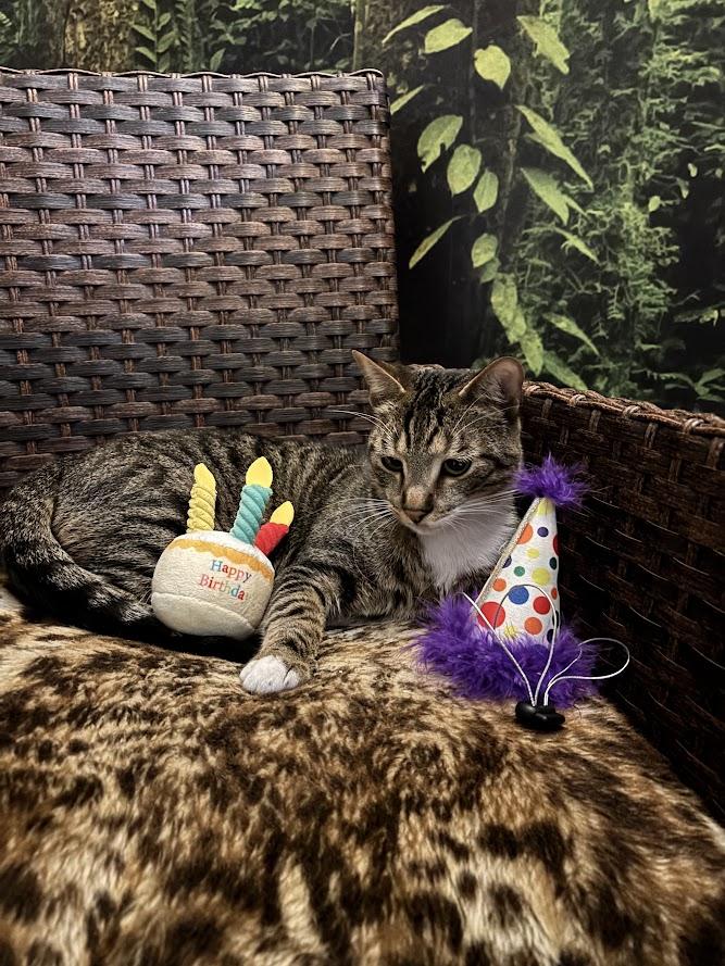 Enlarge Trout, a Adoptable Domestic Short Hair in The Colony, TX image 6/6