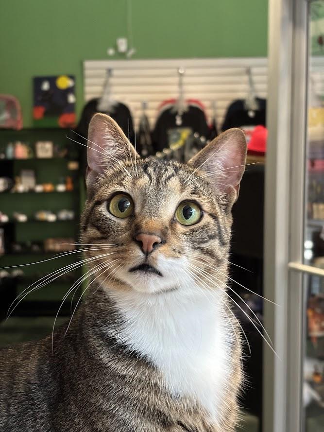 Trout, Adoptable, Adult Male Domestic Short Hair.