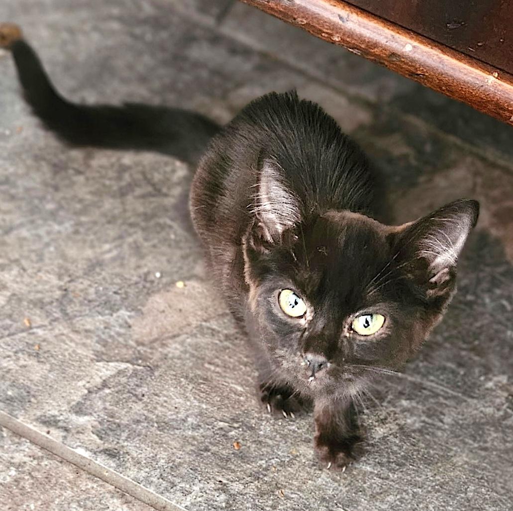 Enlarge Hershey, a Adoptable Domestic Short Hair in Mount Airy, NC image 2/3