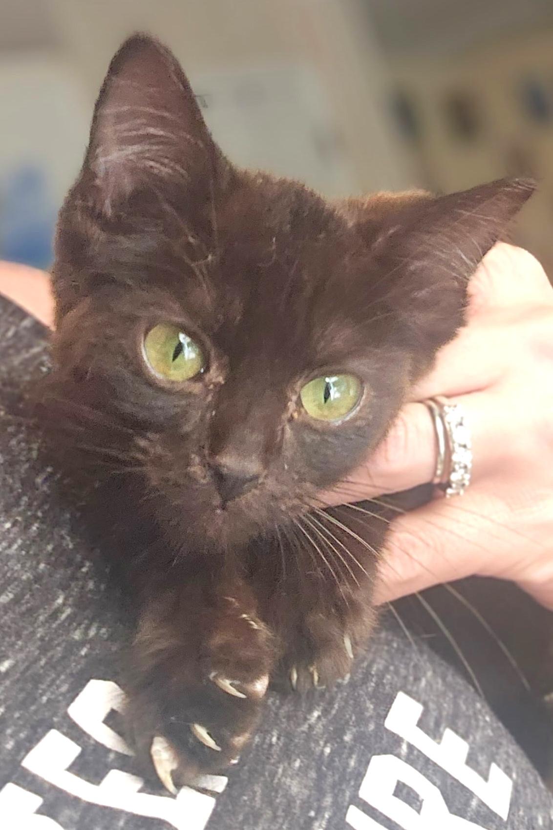 Enlarge Hershey, a Adoptable Domestic Short Hair in Mount Airy, NC image 1/3