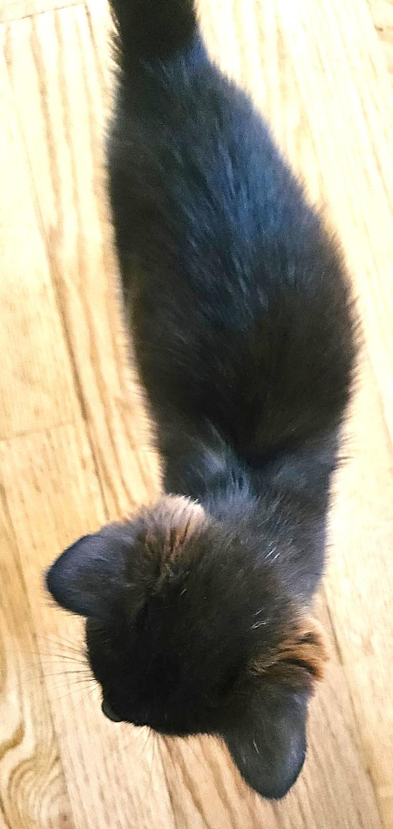 Enlarge Hershey, a Adoptable Domestic Short Hair in Mount Airy, NC image 3/3