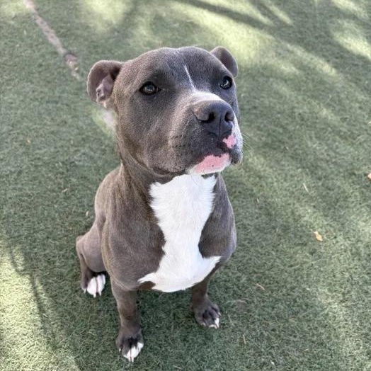 Enlarge Fish, a Adopted Pit Bull Terrier in Queen Creek, AZ image 1/3