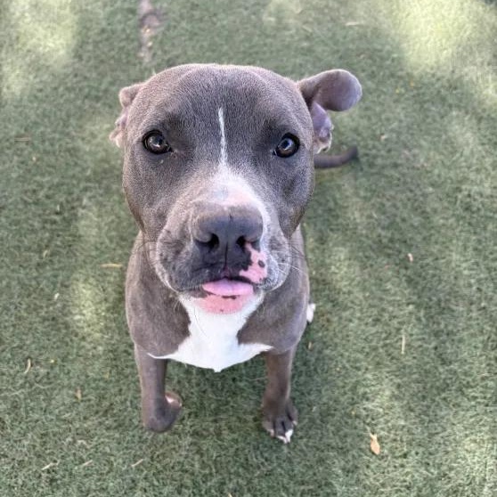 Enlarge Fish, a Adopted Pit Bull Terrier in Queen Creek, AZ image 2/3