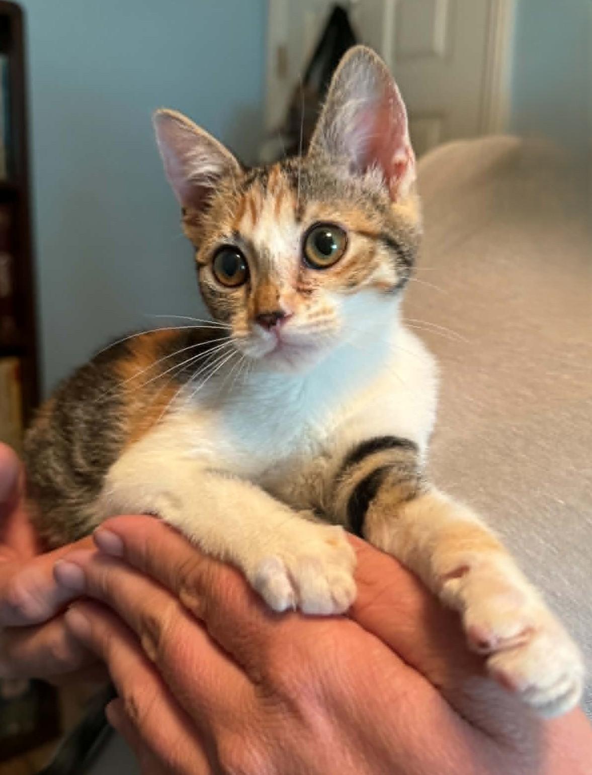 Sadie, adoptable, Kitten Female Torbie & Calico.
