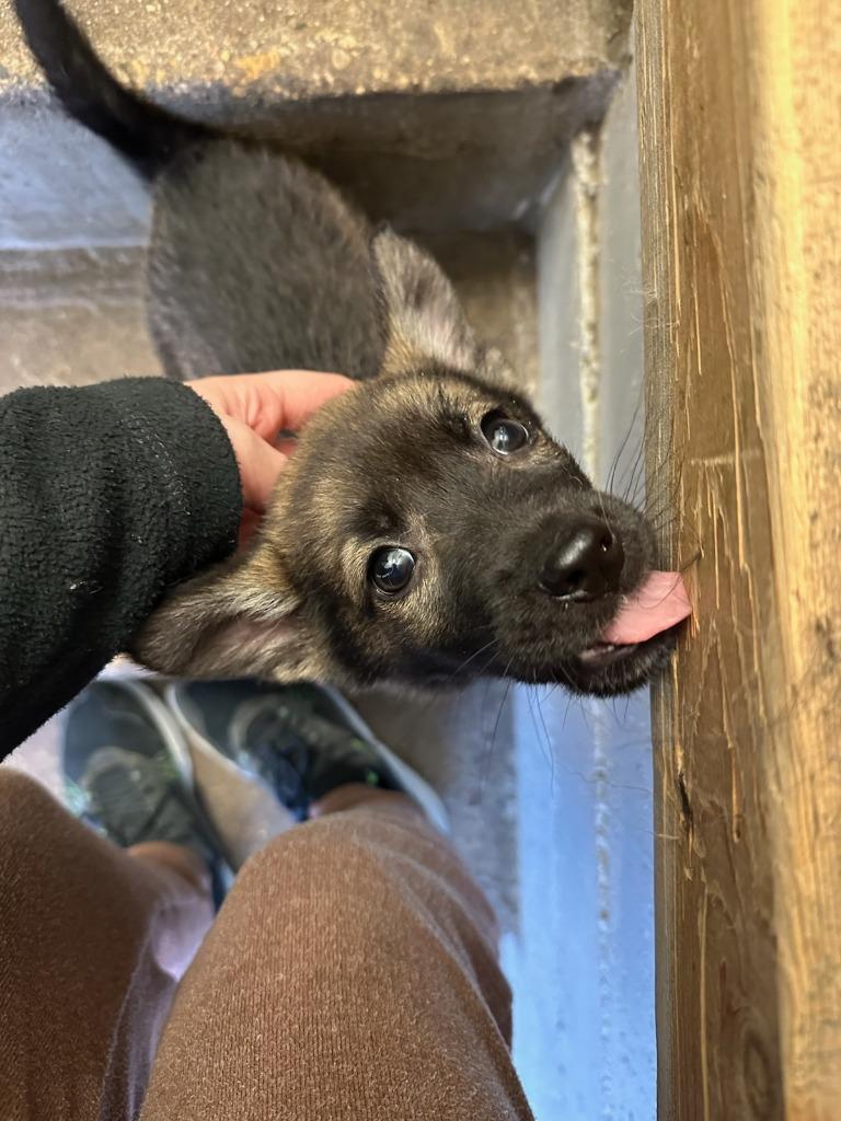 Enlarge Myles Garrett, a Adoptable mixed breed in Winnipeg, MB image 1/2